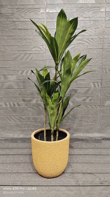 Αγορά Κίτρινη μέλισσα πεπόνι Σχήματα φλοιών στρογγυλής ινώδους αργίλης Σχέδιο διαμόρφωσης κήπων online manufacture